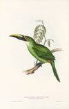 A monograph of the Ramphastidae, or family of toucans Pl.30