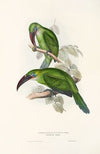 A monograph of the Ramphastidae, or family of toucans Pl.31