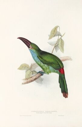 A monograph of the Ramphastidae, or family of toucans Pl.33