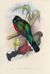 A monograph of the Trogonidae or family of trogons Pl.04