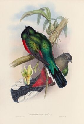 A monograph of the Trogonidae or family of trogons Pl.04