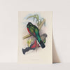 A monograph of the Trogonidae or family of trogons Pl.04 by John Gould