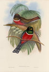 A monograph of the Trogonidae or family of trogons Pl.05