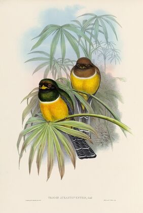 A monograph of the Trogonidae or family of trogons Pl.06