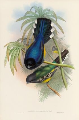 A monograph of the Trogonidae or family of trogons Pl.07