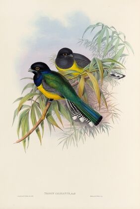 A monograph of the Trogonidae or family of trogons Pl.09