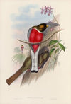 A monograph of the Trogonidae or family of trogons Pl.11