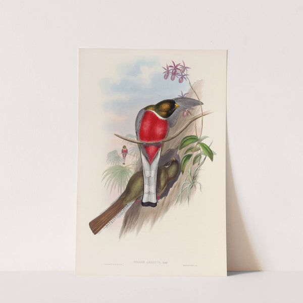 A monograph of the Trogonidae or family of trogons Pl.11 by John Gould