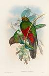 A monograph of the Trogonidae or family of trogons Pl.14