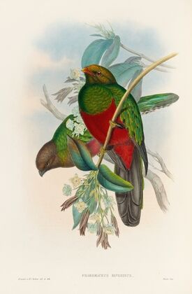 A monograph of the Trogonidae or family of trogons Pl.14