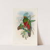 A monograph of the Trogonidae or family of trogons Pl.14 by John Gould