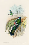A monograph of the Trogonidae or family of trogons Pl.15