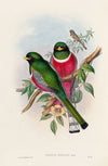 A monograph of the Trogonidae or family of trogons Pl.16