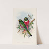 A monograph of the Trogonidae or family of trogons Pl.16 by John Gould