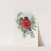 A monograph of the Trogonidae or family of trogons Pl.21 by John Gould