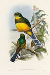 A monograph of the Trogonidae or family of trogons Pl.24