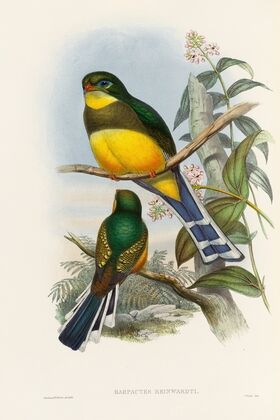 A monograph of the Trogonidae or family of trogons Pl.24