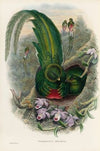 A monograph of the Trogonidae or family of trogons Pl.27