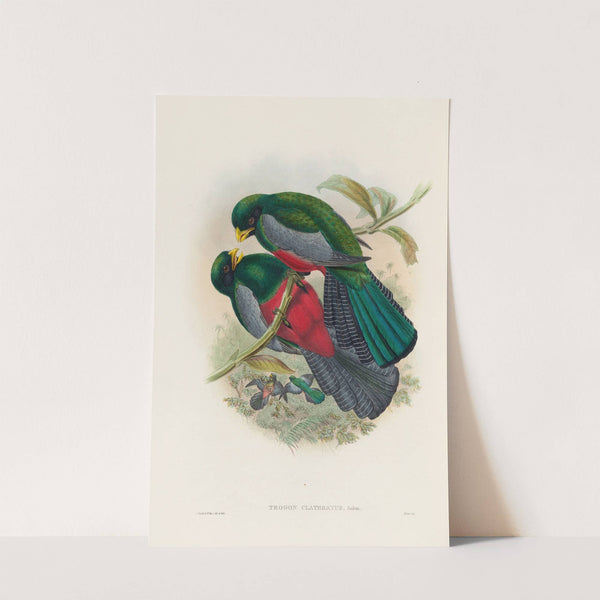 A monograph of the Trogonidae or family of trogons Pl.29 by John Gould