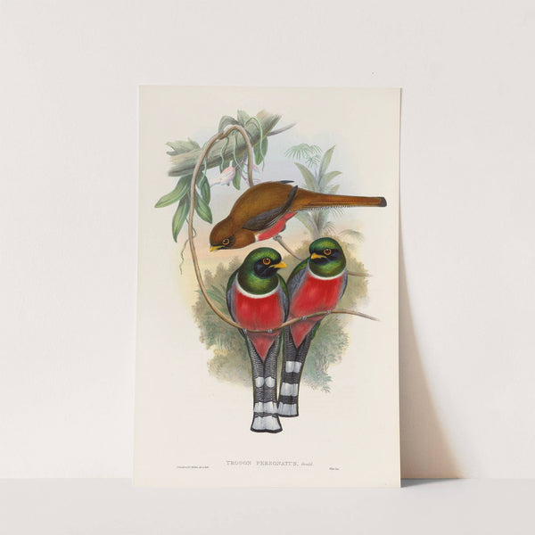 A monograph of the Trogonidae or family of trogons Pl.32 by John Gould