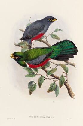 A monograph of the Trogonidae or family of trogons Pl.33