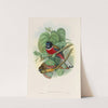 A monograph of the Trogonidae or family of trogons Pl.35 by John Gould