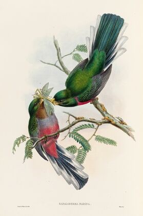 A monograph of the Trogonidae or family of trogons Pl.36