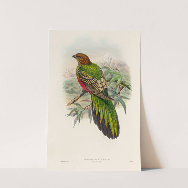 A monograph of the Trogonidae or family of trogons Pl.38 by John Gould