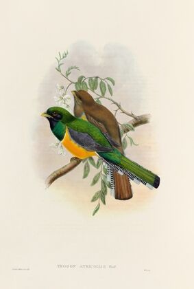 A monograph of the Trogonidae or family of trogons Pl.40