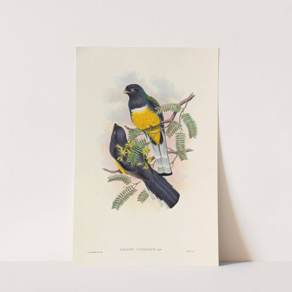 A monograph of the Trogonidae or family of trogons Pl.45 by John Gould