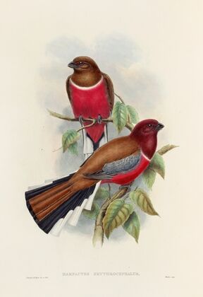 A monograph of the Trogonidae or family of trogons Pl.47