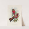 A monograph of the Trogonidae or family of trogons Pl.47 by John Gould