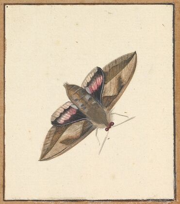A Moth
