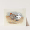 A Pair Of Smew Ducks (1899) by Archibald Thorburn