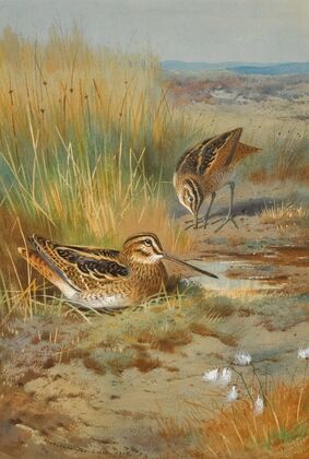 A Pair of Snipe (Gallinago Gallinago) (1915)
