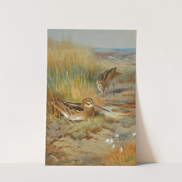 A Pair of Snipe (Gallinago Gallinago) (1915) by Archibald Thorburn