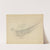 A Parrot 2 by James Sowerby