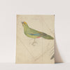 A Parrot by James de Carle Sowerby