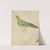 A Parrot by James de Carle Sowerby