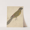 A Parrot by James de Carle Sowerby