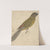 A Parrot by James de Carle Sowerby