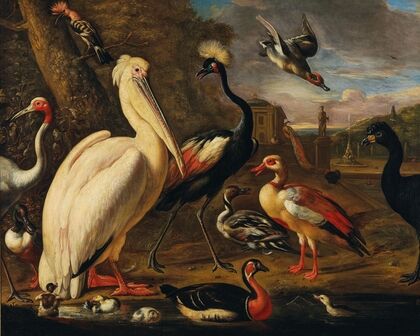 A pelican and other birds by the water