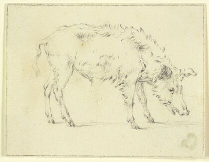 A pig to the right
