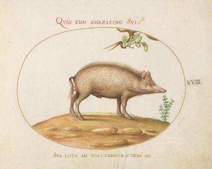 A Pig with Acorns (1575-1590)