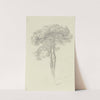 A pine by Fritz Bamberger