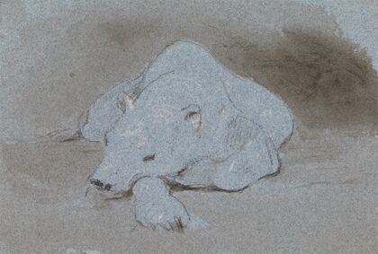 A Polar Bear, Asleep, Front View