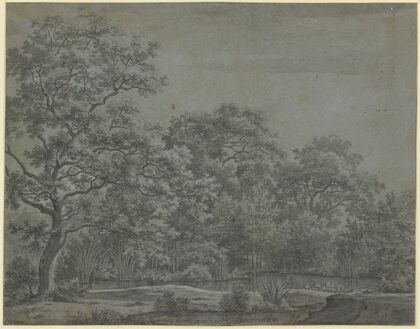 A pond in the forest