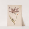 A Purple And White Tulip With Two Moths by Dutch School