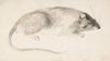 A Rat Seen in Profile (1685–1755)