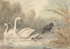 A Raven and Two Swans